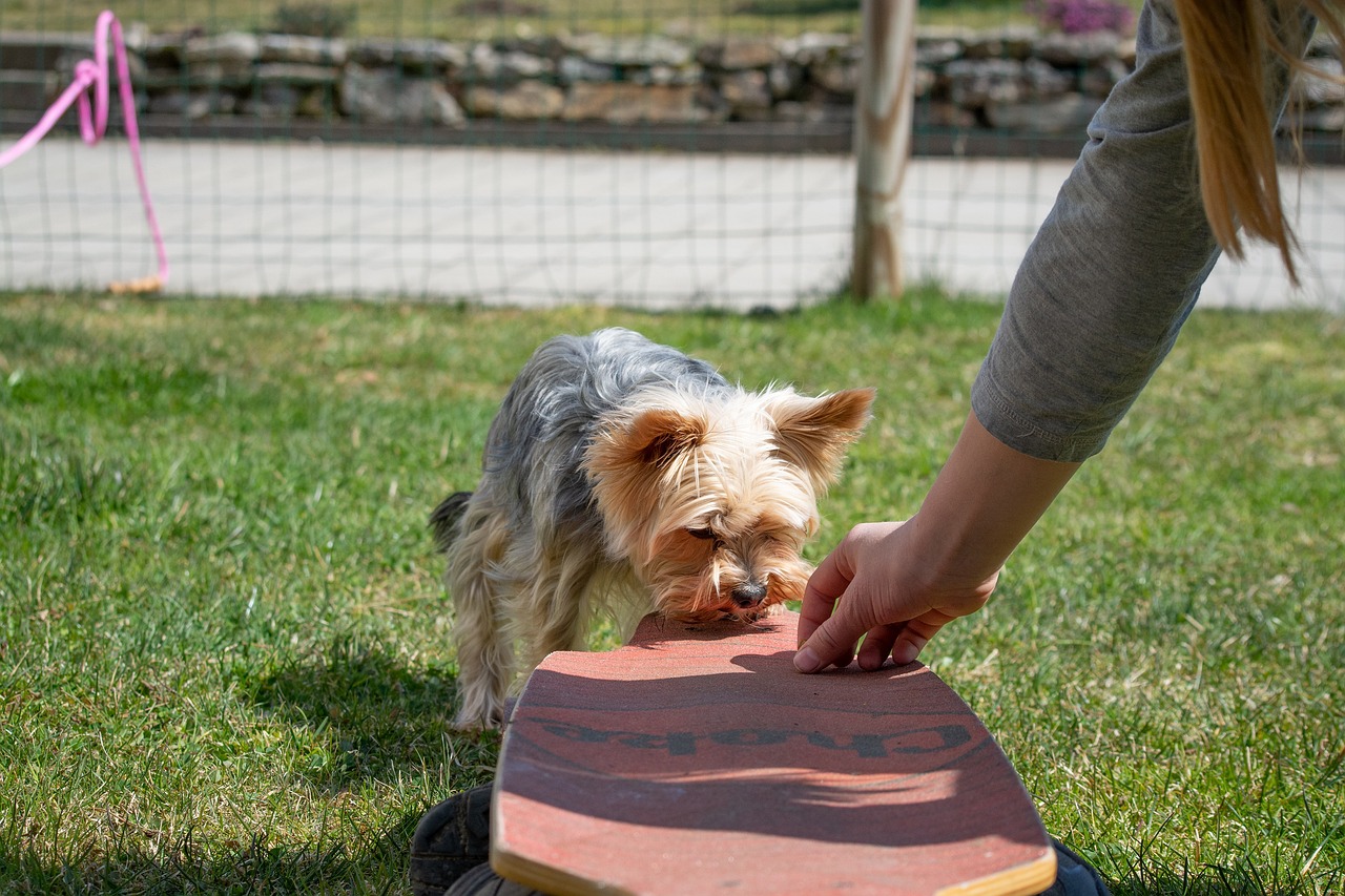 How to Teach Your Dog to Fetch